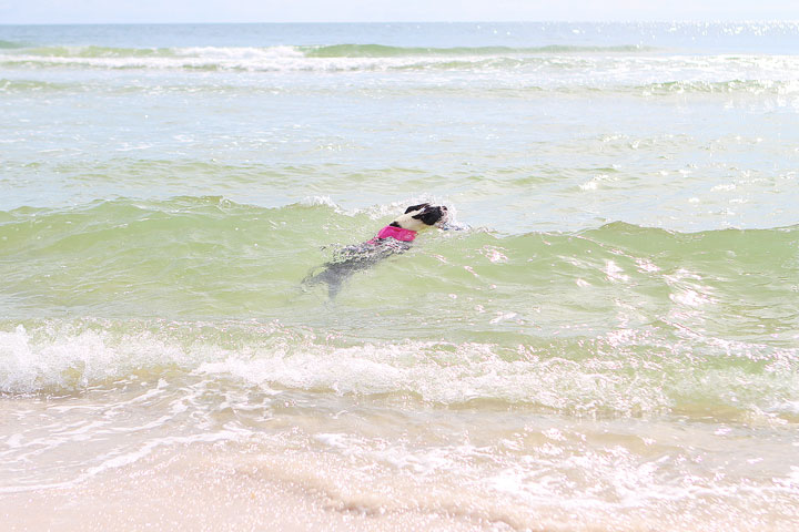 pet-friendly-off-leash-dog-beach-vacation-cape-san-blas-florida-panhandle-19