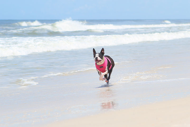 pet-friendly-off-leash-dog-beach-vacation-cape-san-blas-florida-panhandle-2