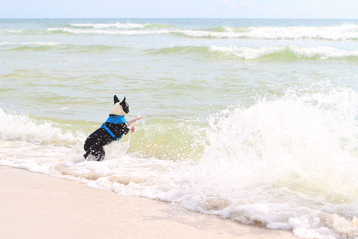 pet-friendly-off-leash-dog-beach-vacation-cape-san-blas-florida-panhandle-20