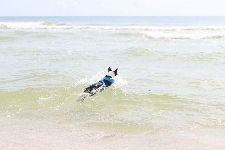 pet-friendly-off-leash-dog-beach-vacation-cape-san-blas-florida-panhandle-21