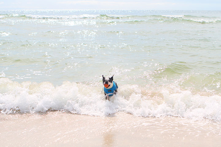 pet-friendly-off-leash-dog-beach-vacation-cape-san-blas-florida-panhandle-22