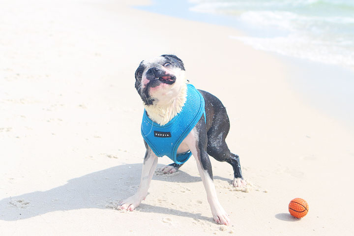 pet-friendly-off-leash-dog-beach-vacation-cape-san-blas-florida-panhandle-23