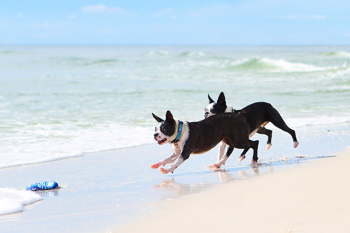 pet-friendly-off-leash-dog-beach-vacation-cape-san-blas-florida-panhandle-24