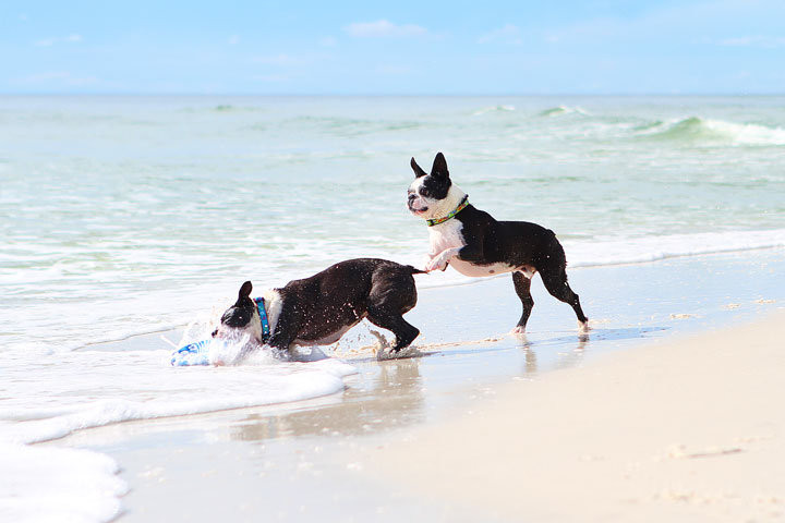 pet-friendly-off-leash-dog-beach-vacation-cape-san-blas-florida-panhandle-25