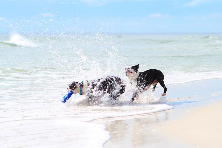 pet-friendly-off-leash-dog-beach-vacation-cape-san-blas-florida-panhandle-26