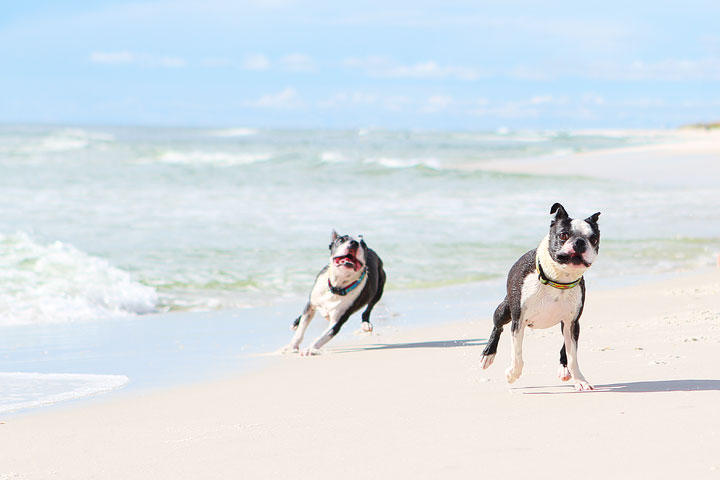 pet-friendly-off-leash-dog-beach-vacation-cape-san-blas-florida-panhandle-27