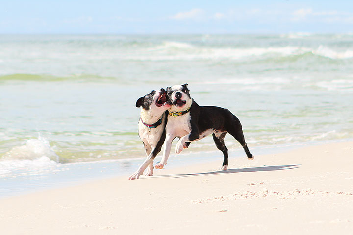 pet-friendly-off-leash-dog-beach-vacation-cape-san-blas-florida-panhandle-28