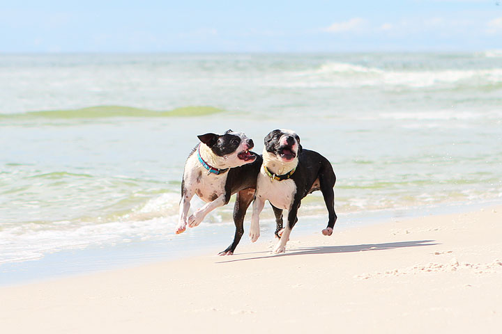 pet-friendly-off-leash-dog-beach-vacation-cape-san-blas-florida-panhandle-29