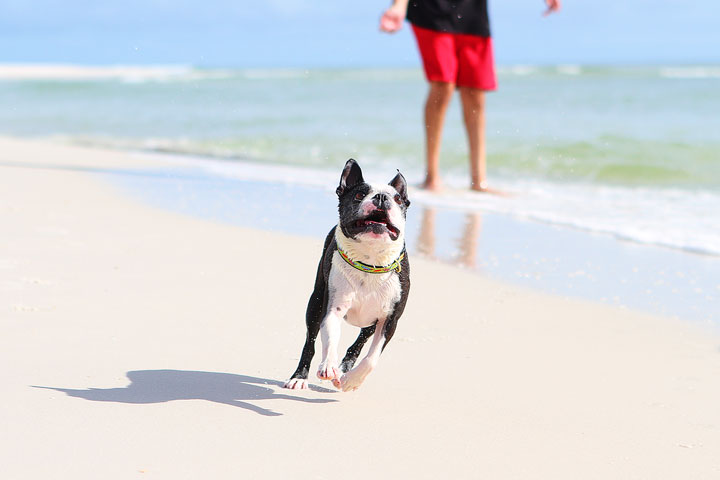 pet-friendly-off-leash-dog-beach-vacation-cape-san-blas-florida-panhandle-3