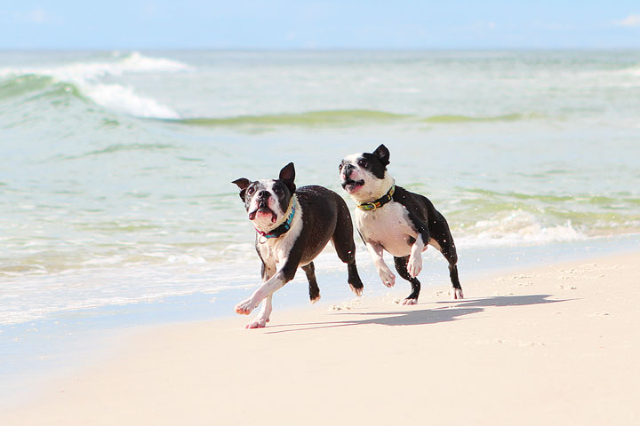 pet-friendly-off-leash-dog-beach-vacation-cape-san-blas-florida-panhandle-30