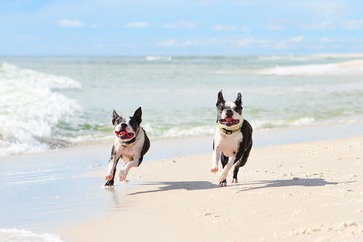 pet-friendly-off-leash-dog-beach-vacation-cape-san-blas-florida-panhandle-31