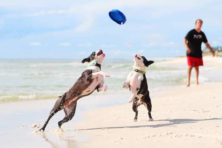 pet-friendly-off-leash-dog-beach-vacation-cape-san-blas-florida-panhandle-32