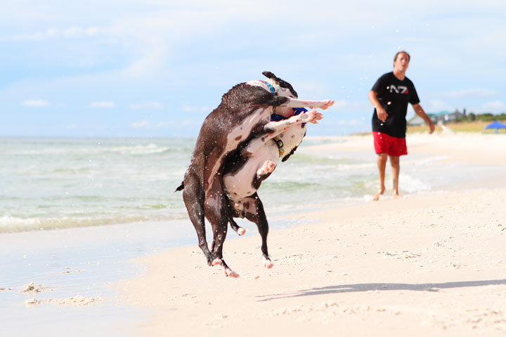 pet-friendly-off-leash-dog-beach-vacation-cape-san-blas-florida-panhandle-33