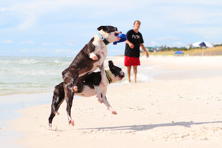 pet-friendly-off-leash-dog-beach-vacation-cape-san-blas-florida-panhandle-34