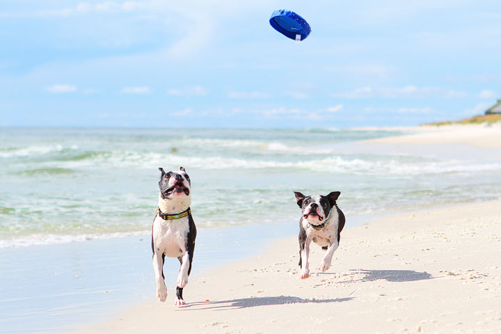 pet-friendly-off-leash-dog-beach-vacation-cape-san-blas-florida-panhandle-35