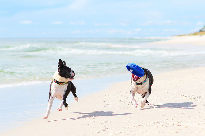 pet-friendly-off-leash-dog-beach-vacation-cape-san-blas-florida-panhandle-36