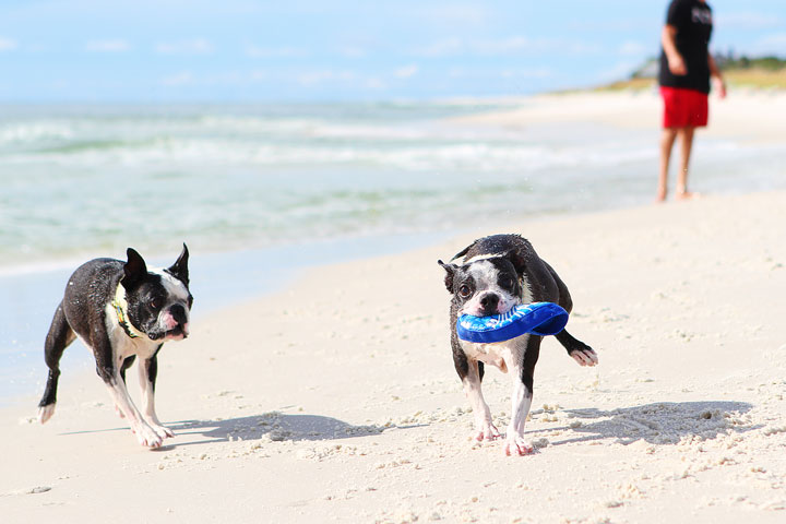 pet-friendly-off-leash-dog-beach-vacation-cape-san-blas-florida-panhandle-37