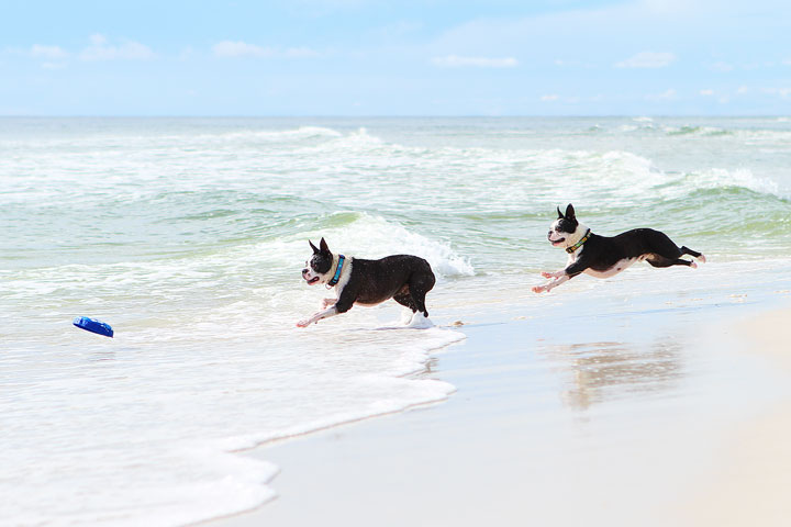 pet-friendly-off-leash-dog-beach-vacation-cape-san-blas-florida-panhandle-38