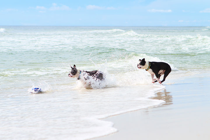 pet-friendly-off-leash-dog-beach-vacation-cape-san-blas-florida-panhandle-39