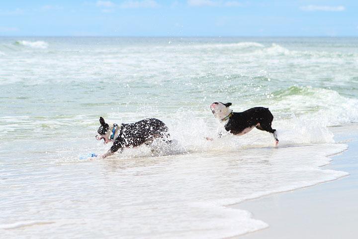 pet-friendly-off-leash-dog-beach-vacation-cape-san-blas-florida-panhandle-40