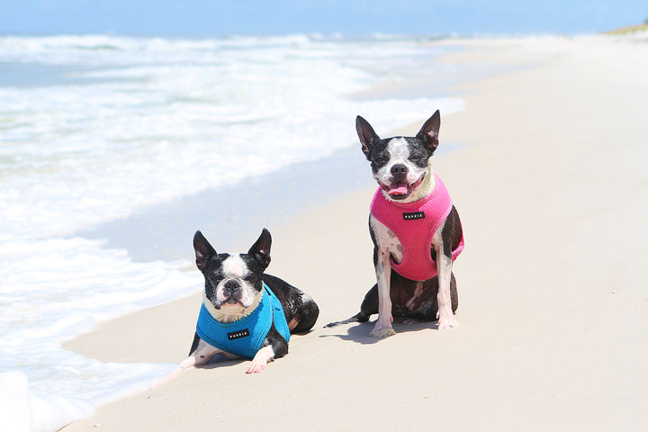 pet-friendly-off-leash-dog-beach-vacation-cape-san-blas-florida-panhandle-41