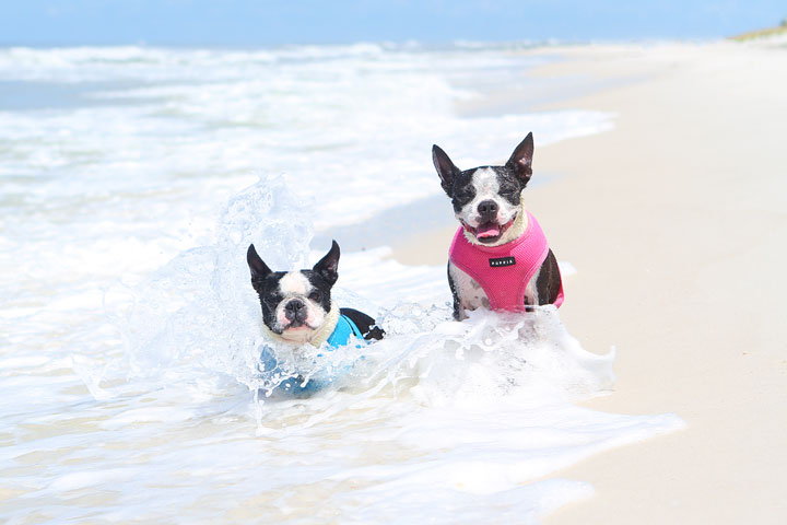 pet-friendly-off-leash-dog-beach-vacation-cape-san-blas-florida-panhandle-42