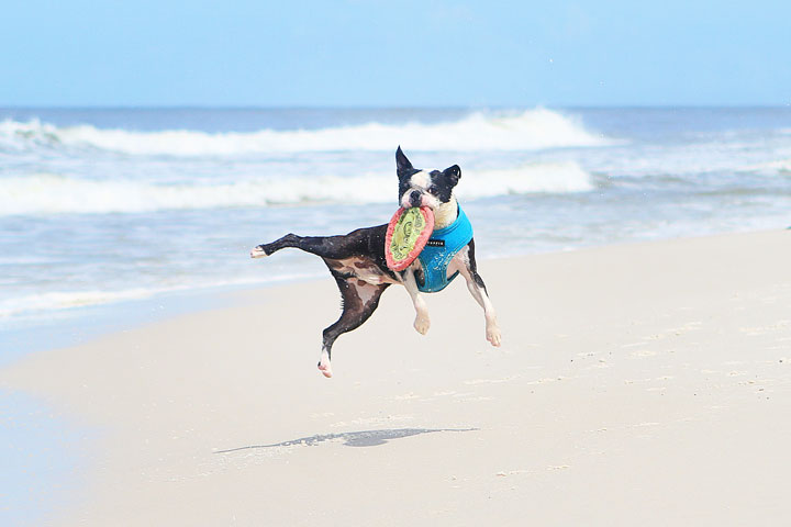 pet-friendly-off-leash-dog-beach-vacation-cape-san-blas-florida-panhandle-5