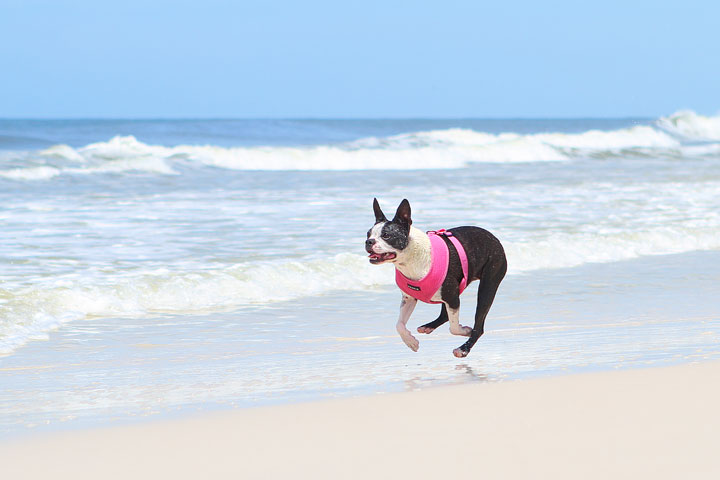 pet-friendly-off-leash-dog-beach-vacation-cape-san-blas-florida-panhandle-6