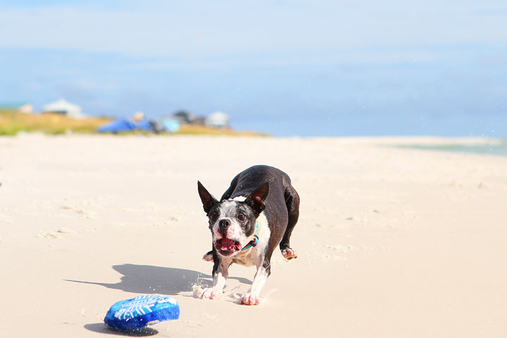 pet-friendly-off-leash-dog-beach-vacation-cape-san-blas-florida-panhandle-7