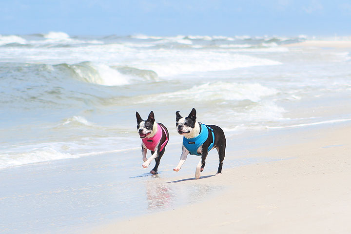 pet-friendly-off-leash-dog-beach-vacation-cape-san-blas-florida-panhandle-8