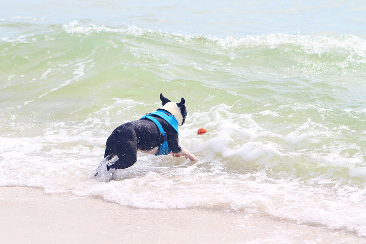 pet-friendly-off-leash-dog-beach-vacation-cape-san-blas-florida-panhandle-9