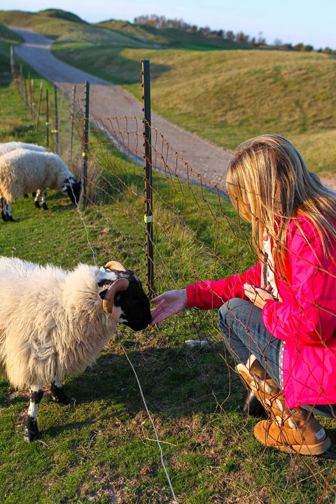 Sheep at the Whistling Straights Golf Course in Kohler, Wisconsin