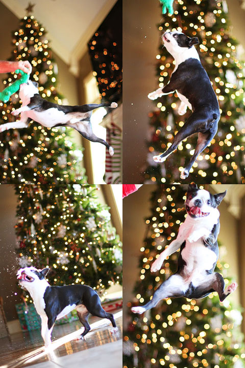 boston-terrier-christmas-tree-collage