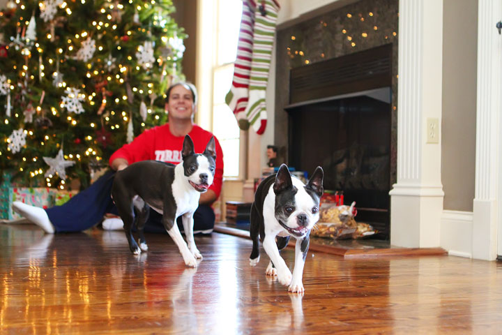 miley-and-howie-boston-terrier-puppies-open-christmas-presents-2013-1