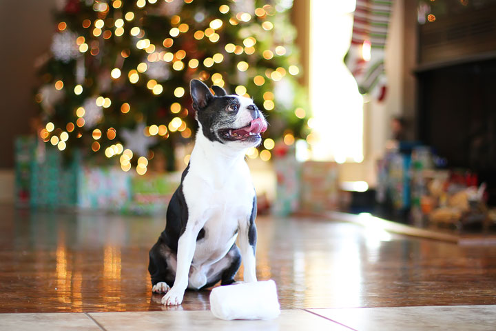 miley-and-howie-boston-terrier-puppies-open-christmas-presents-2013-10