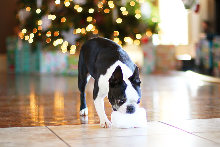 miley-and-howie-boston-terrier-puppies-open-christmas-presents-2013-11