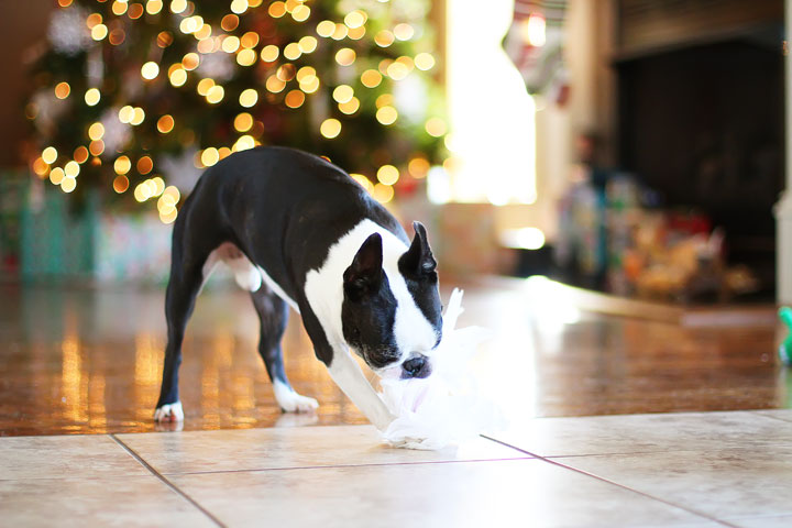 miley-and-howie-boston-terrier-puppies-open-christmas-presents-2013-12