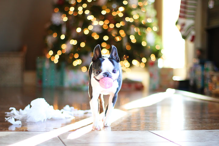 miley-and-howie-boston-terrier-puppies-open-christmas-presents-2013-13