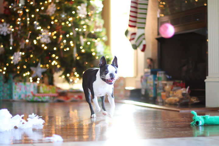 miley-and-howie-boston-terrier-puppies-open-christmas-presents-2013-14