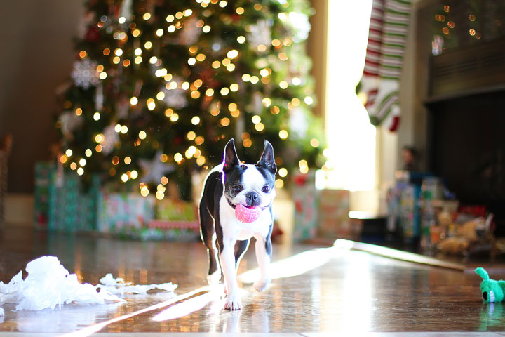 miley-and-howie-boston-terrier-puppies-open-christmas-presents-2013-15