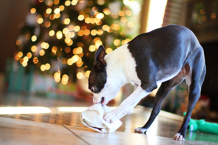miley-and-howie-boston-terrier-puppies-open-christmas-presents-2013-16