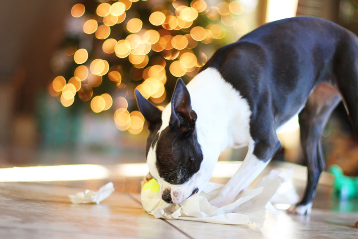 miley-and-howie-boston-terrier-puppies-open-christmas-presents-2013-17