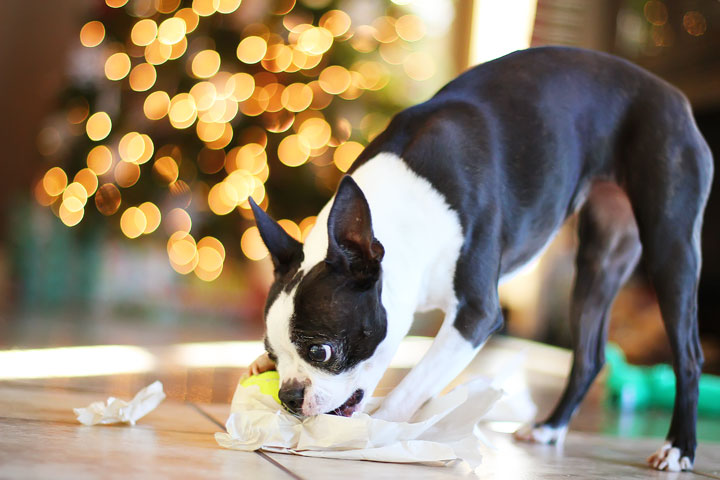 miley-and-howie-boston-terrier-puppies-open-christmas-presents-2013-18