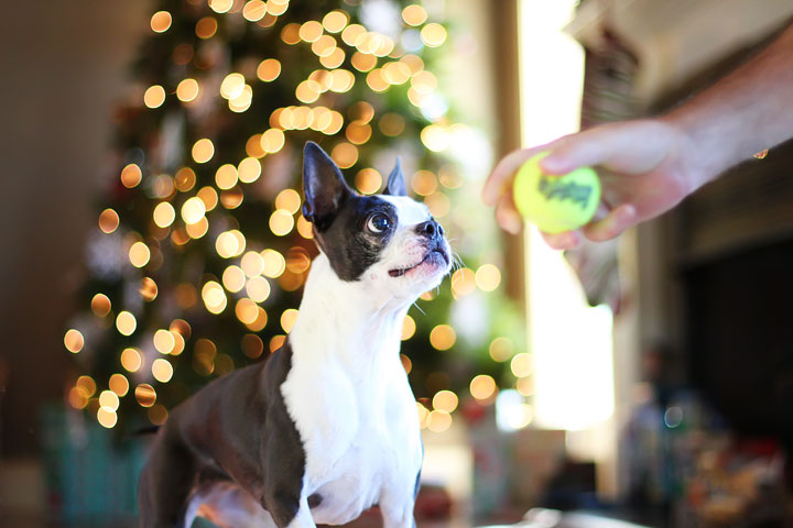 miley-and-howie-boston-terrier-puppies-open-christmas-presents-2013-19