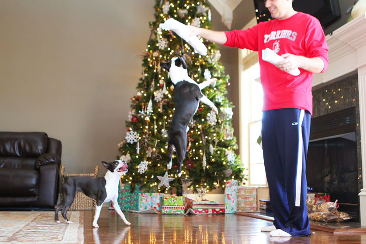 miley-and-howie-boston-terrier-puppies-open-christmas-presents-2013-2