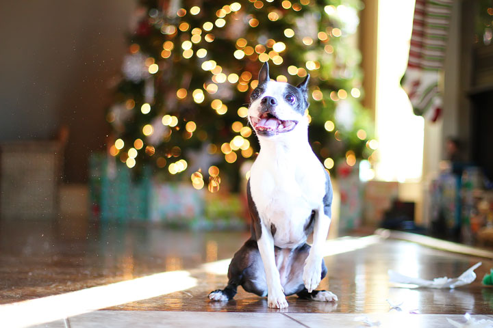 miley-and-howie-boston-terrier-puppies-open-christmas-presents-2013-20