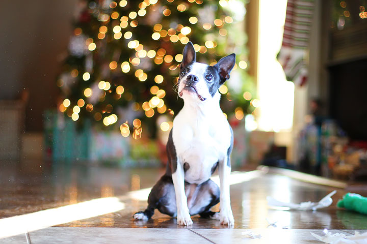 miley-and-howie-boston-terrier-puppies-open-christmas-presents-2013-21