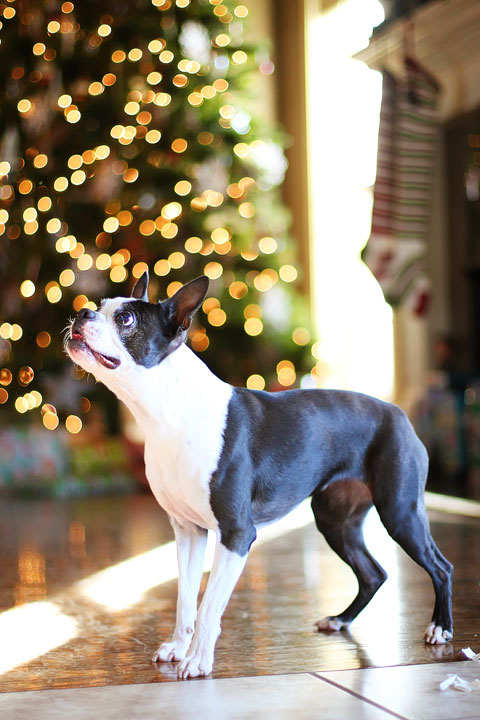 miley-and-howie-boston-terrier-puppies-open-christmas-presents-2013-22