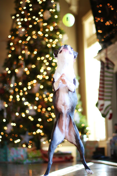 miley-and-howie-boston-terrier-puppies-open-christmas-presents-2013-23