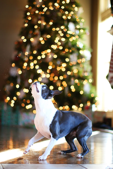 miley-and-howie-boston-terrier-puppies-open-christmas-presents-2013-24